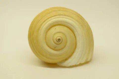 Спираль маленькая