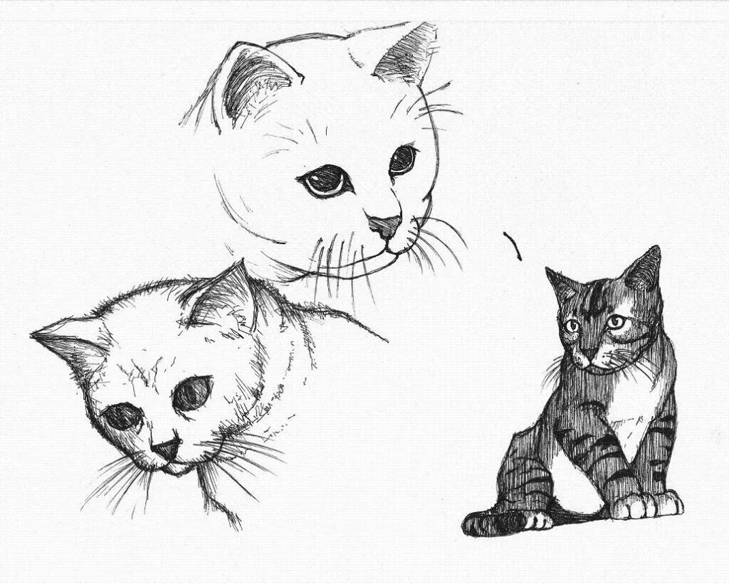 Картинки кошек рисовать. Кошка рисунок карандашом. Рисунок кошки для срисовки. Рисунок кошки карандашом для срисовки. Кот для срисовки карандашом.