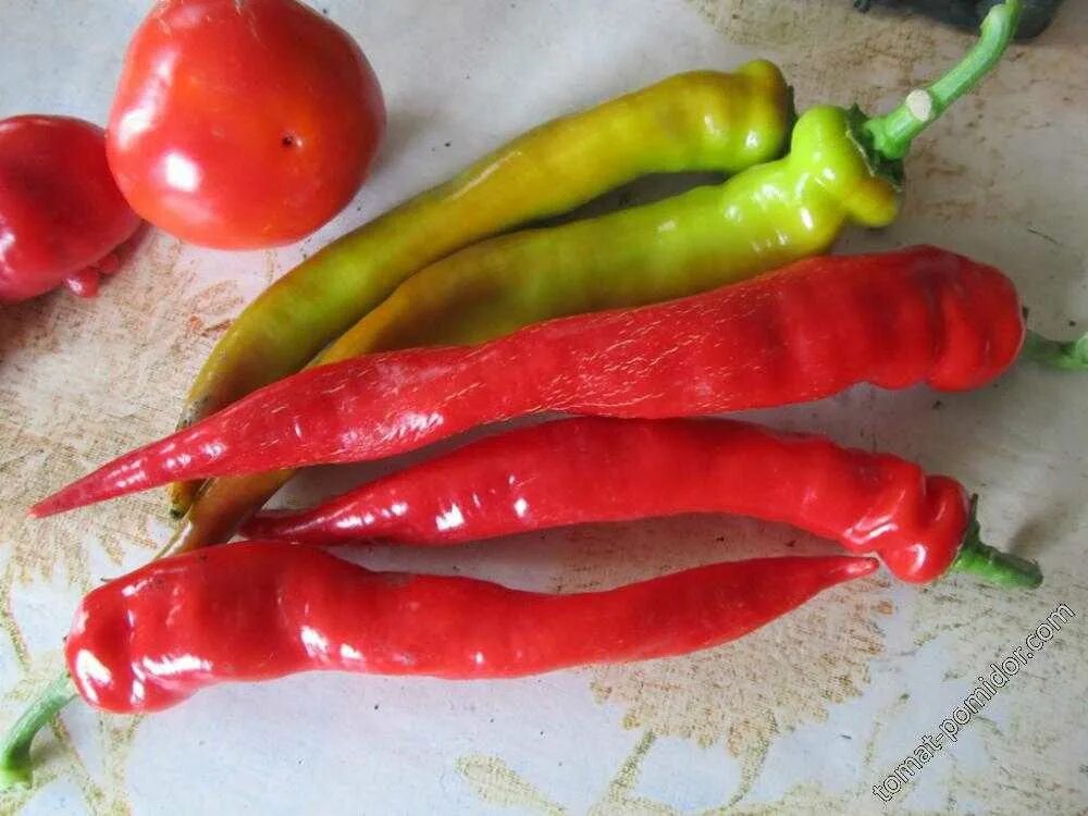 Сорт горького перца цицак. Сорт горького перца цицак. Перец острый зеленый. Ереванский острый перец семена. Перец аджи монагре.