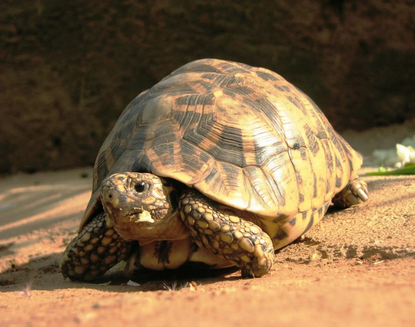 Египетская черепаха. Скрытошейные черепахи. Черепахи Египетская черепашëнок. Сухопутная черепаха.