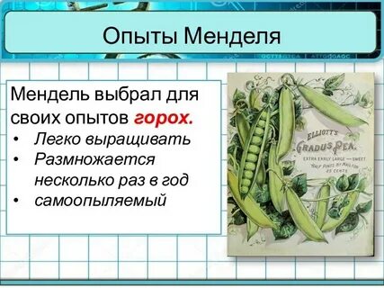Горох легких