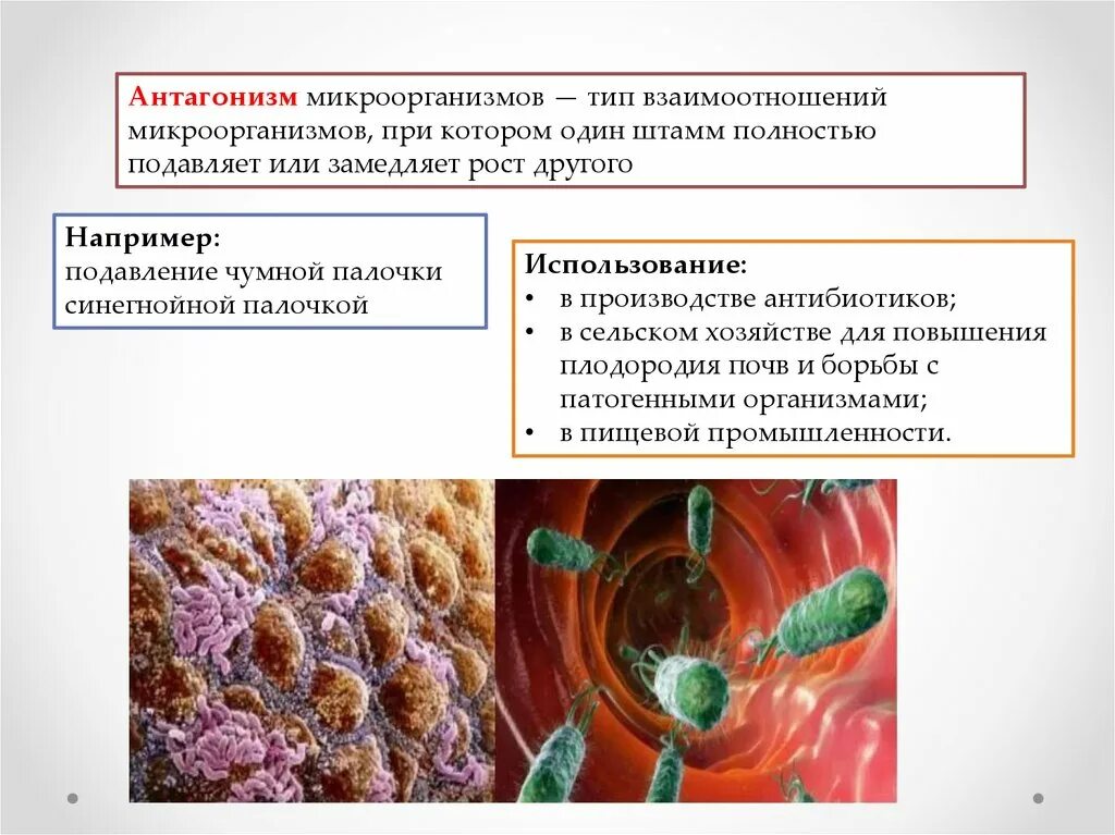 Взаимодействие растений и бактерий. Формы взаимодействия микроорганизмов. Взаимодействие микроорганизмов. Распространение микроорганизмов в природе. Типы взаимоотношений микро и макроорганизмов.