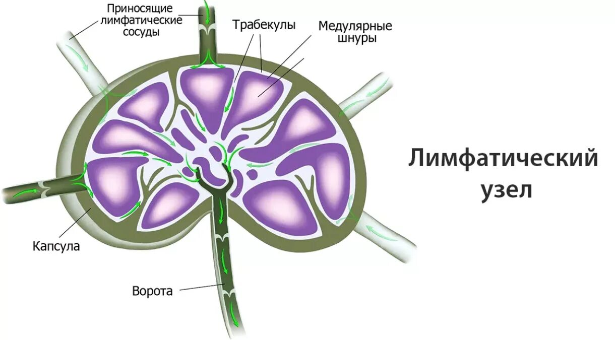 Корень лимфатического узла. Лимфатический узел анатомия. Строение лимфатического узла анатомия. Структура лимфатического узла анатомия. Лимфатический узелок лимфатического узла.