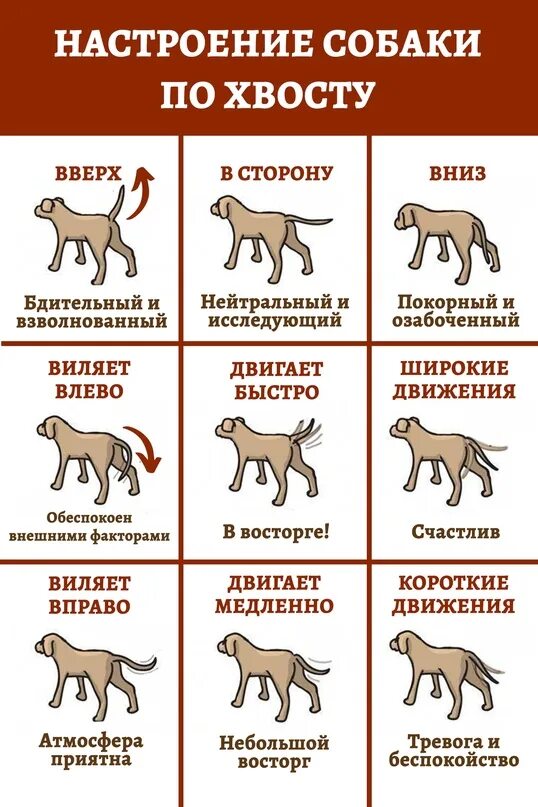 Чихуа стандарт породы. Остаток хвоста у собаки 7 букв сканворд. Хвост лабрадора щенка. Остаток хвоста у собаки 7 букв сканворд. Собачьи хвостики.