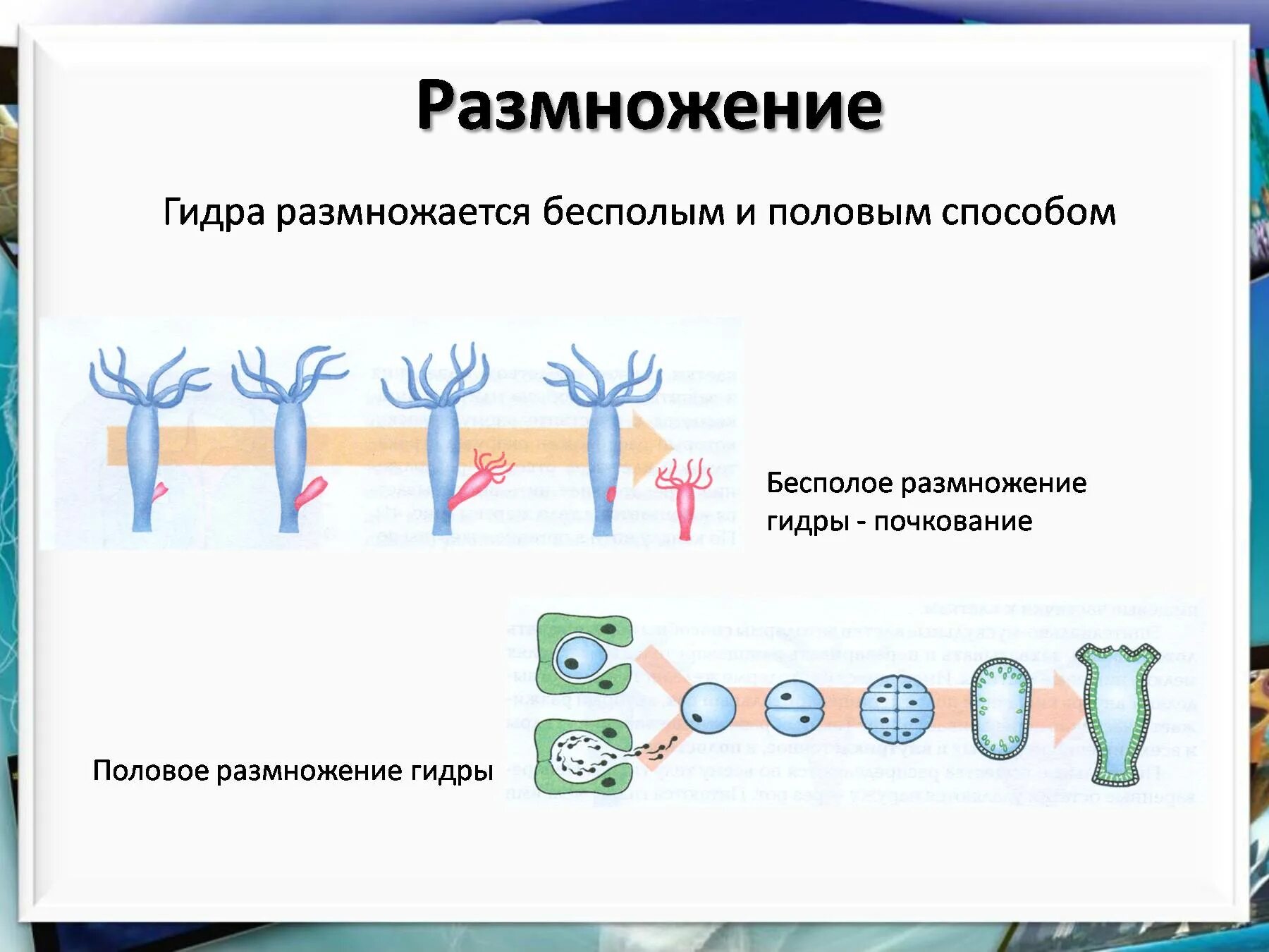 Пресноводный полип гидра размножение. Тип Кишечнополостные размножение гидры. Процесс размножения пресноводной гидры. Размножение гидры половым путем. Пресноводная гидра размножается