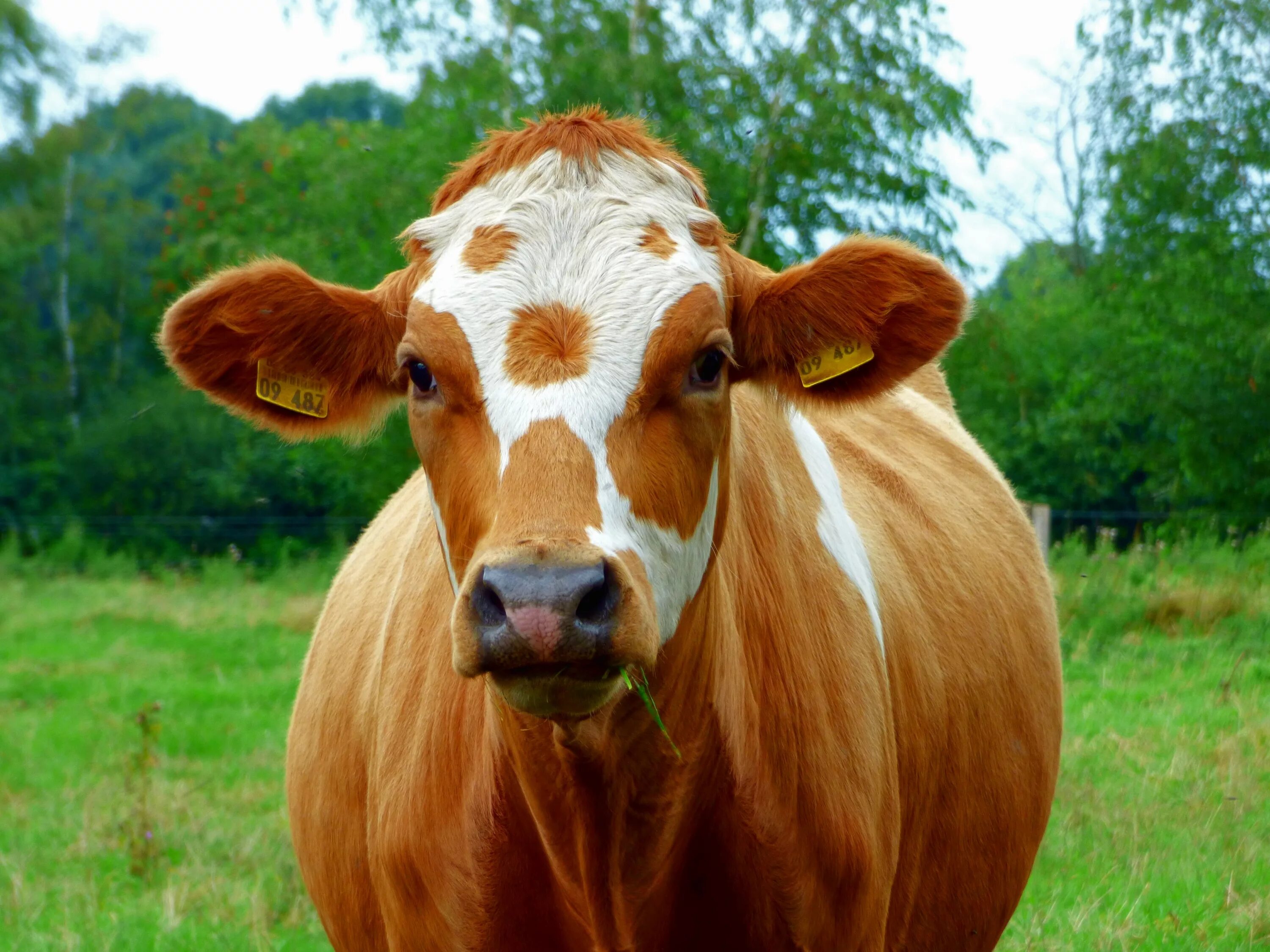 Глаза коровки. Корова. Красивая корова. Рыжая корова. Животные корова.