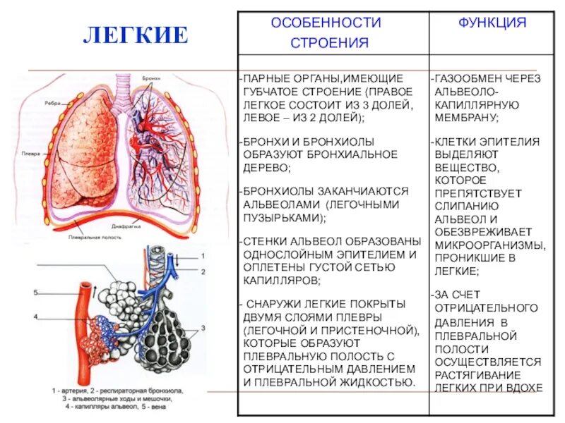 Органы выполняющие дыхательную функцию. Система органов дыхания строение и функции. Таблица дыхательные пути органы строение функции. Таблица органы дыхания 8 класс дыхательная система строение и функции. Строение легких и функции 8.