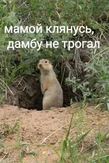 Когда суслики впадают в спячку