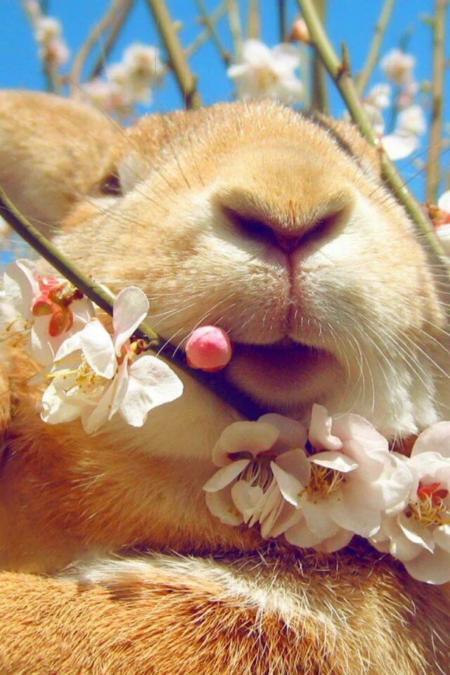 Spring rabbit