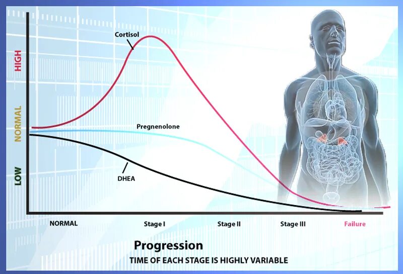 Кортизол низкий у мужчин. Кортизол. Кортизол и ДГЭА. Стадии стресса кортизол. Уровень кортизола.