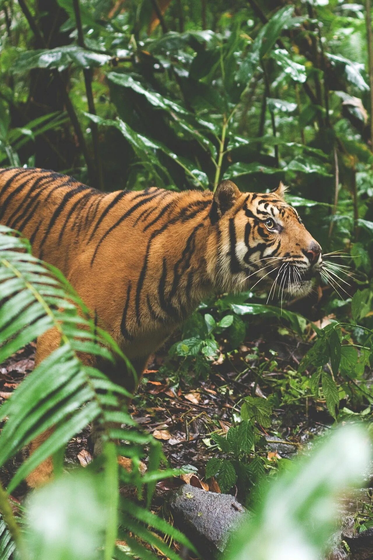 Тигр. Животные джунглей. Тигр в джунглях. Тигр в тропическом лесу. Jungle tiger