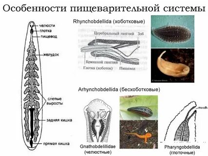 Круглые черви животные особенности пищеварительной системы