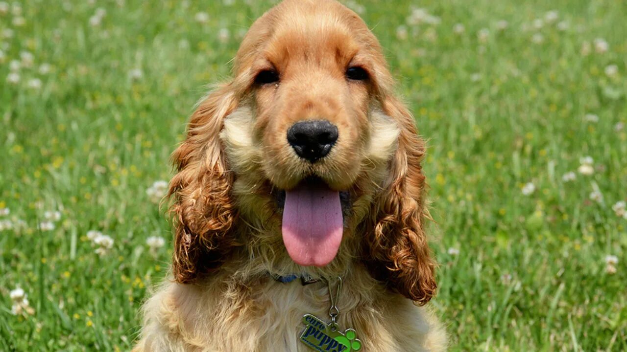 кокер-спаниель. кокер-спаниель. имена собак кокер спаниель. кокер спаниель персиковый. клички для кокер спаниеля.