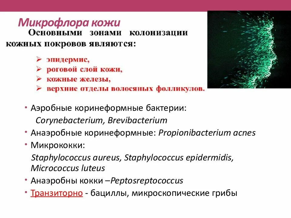 Определение микробиоценоза методом