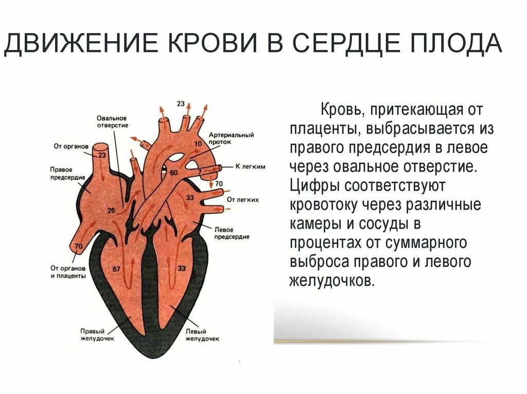 Какая кровь в левом желудочке сердца. Строение и развитие сердца. Ток крови в сердце. Внутриутробное строение сердца это.