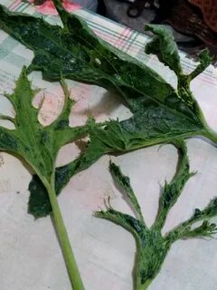 Кабачки листья скручиваются что делать