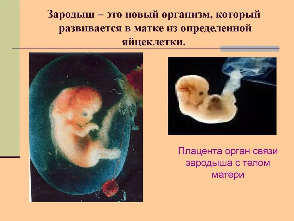 Размножение и развитие человека 8. Зародыш человека биология. Развитие зародыша человека.