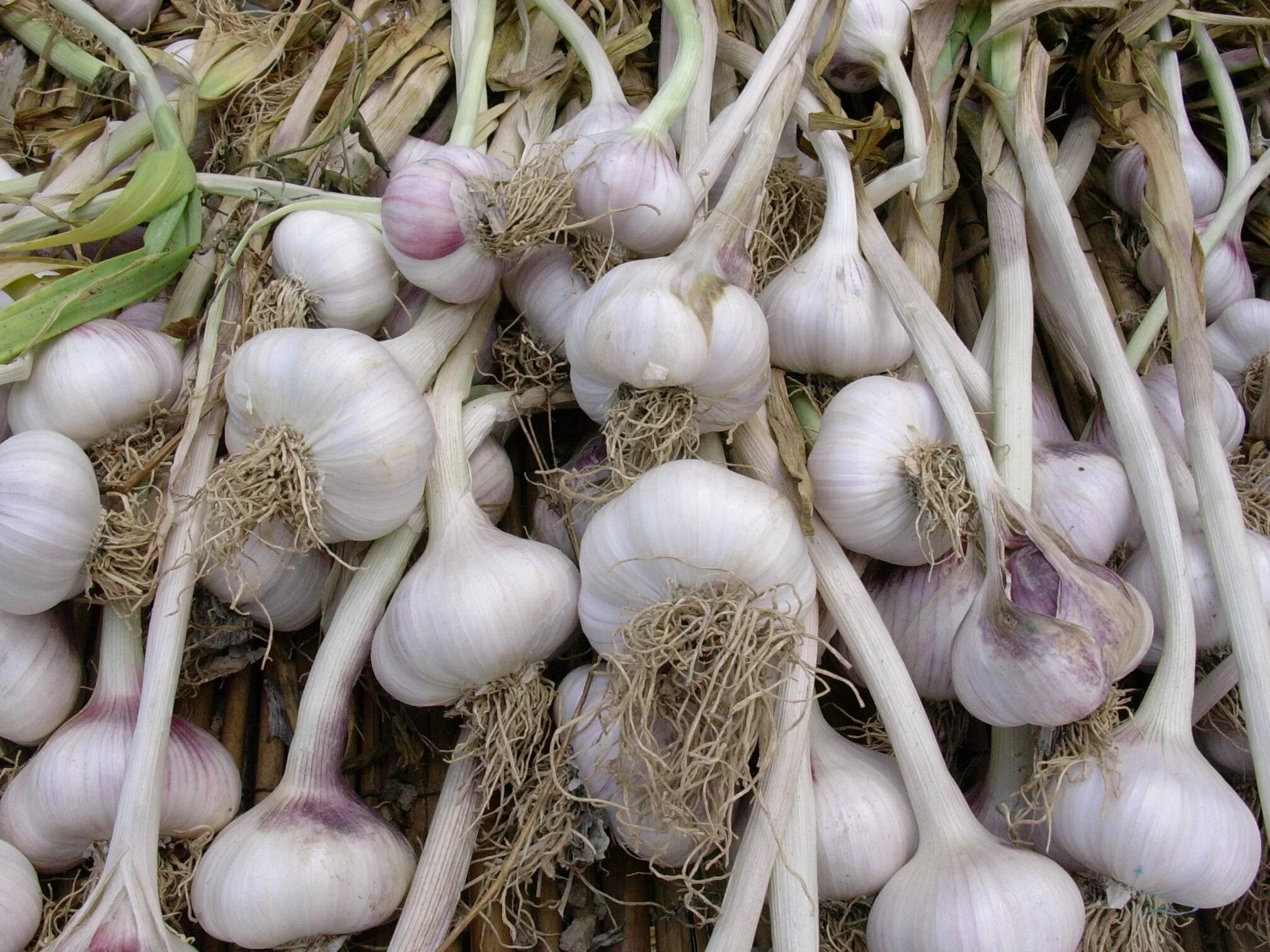 Как называется чеснок. Чеснок - allium sativum.. аллиум рокамболь. чеснок посевной фармакогнозия. allium sativum l.