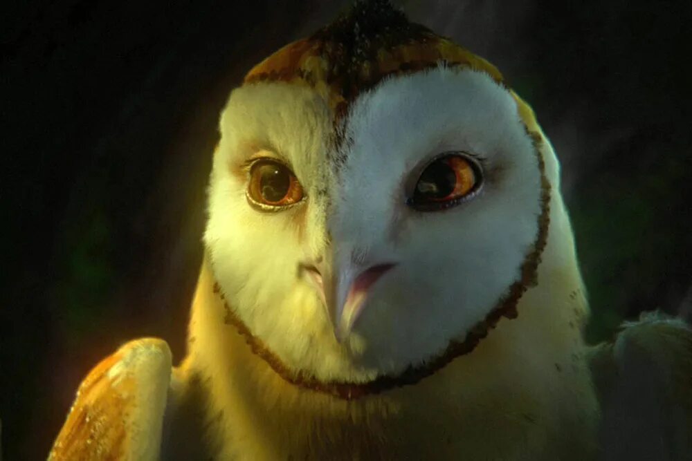 Ga hoole guardians the owls legend. Легенды ночных стражей мультфильм 2010. Легенды ночных стражей Клудд. Найра ночные Стражи. Ночные Стражи Клудд.