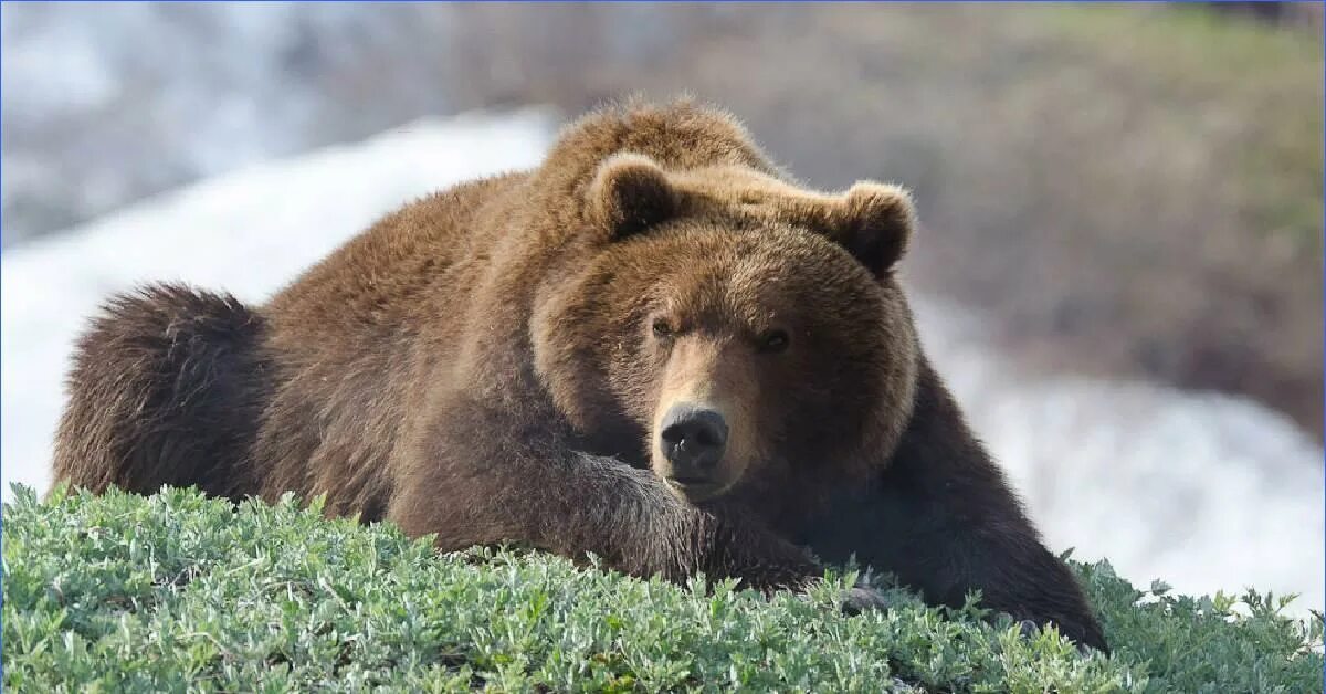 Дальневосточный бурый медведь. Сихотэ-Алинский заповедник медведь. Камчатский бурый медведь. Бурый медведь Сихотэ Алинь. Аю дж