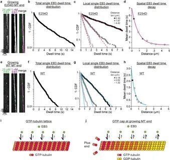 (green) at 25 pM in the plus end region of an E254D microtubule (E254D MT) ...