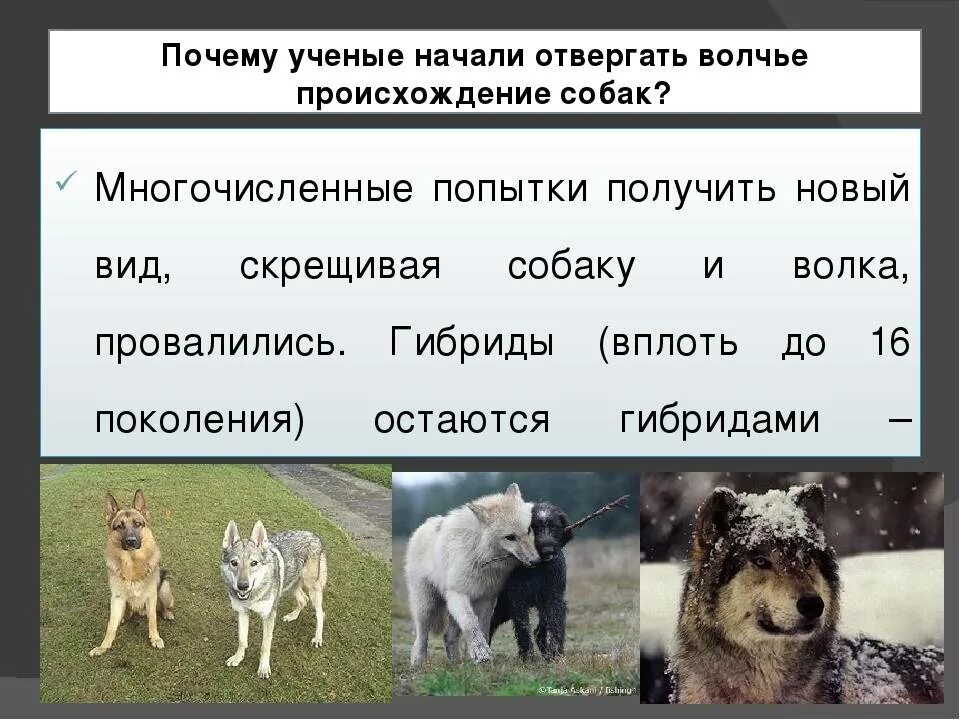 Национальность собаки. Происхождение собак. Породы собак и предок. Теория происхождения собак. Дикий предок собаки.