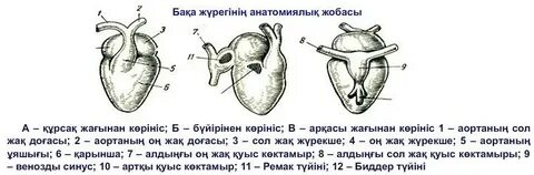 қысқа юбкадағы бөкселер мен кеуделер
