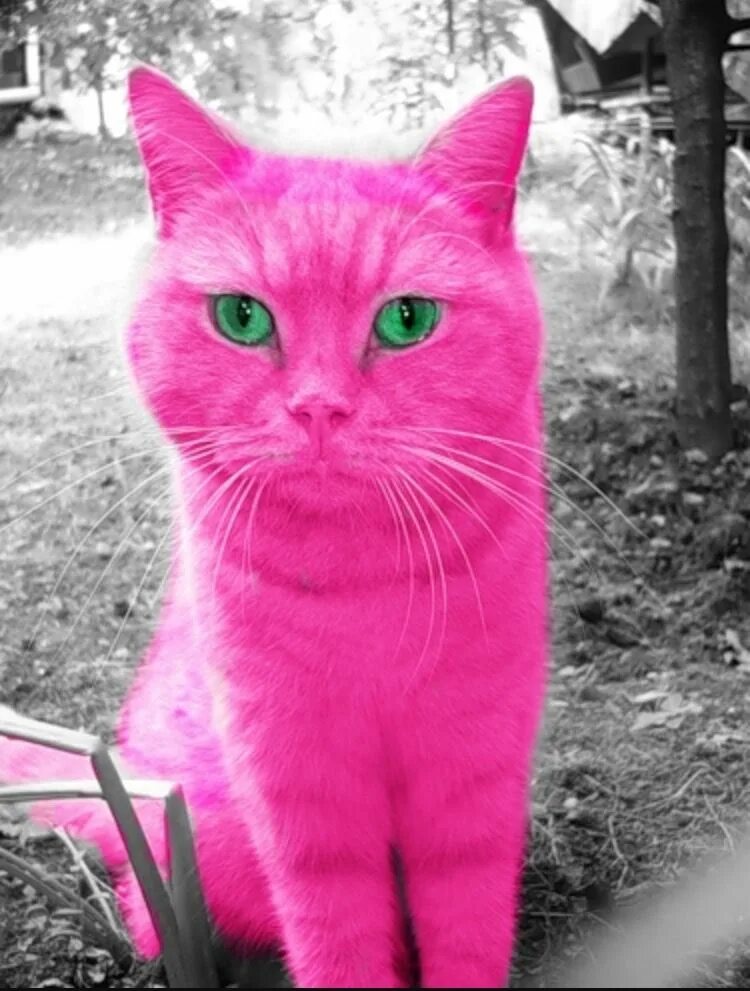 Розовая кошка. Розовый котенок. Черно розовую кошку