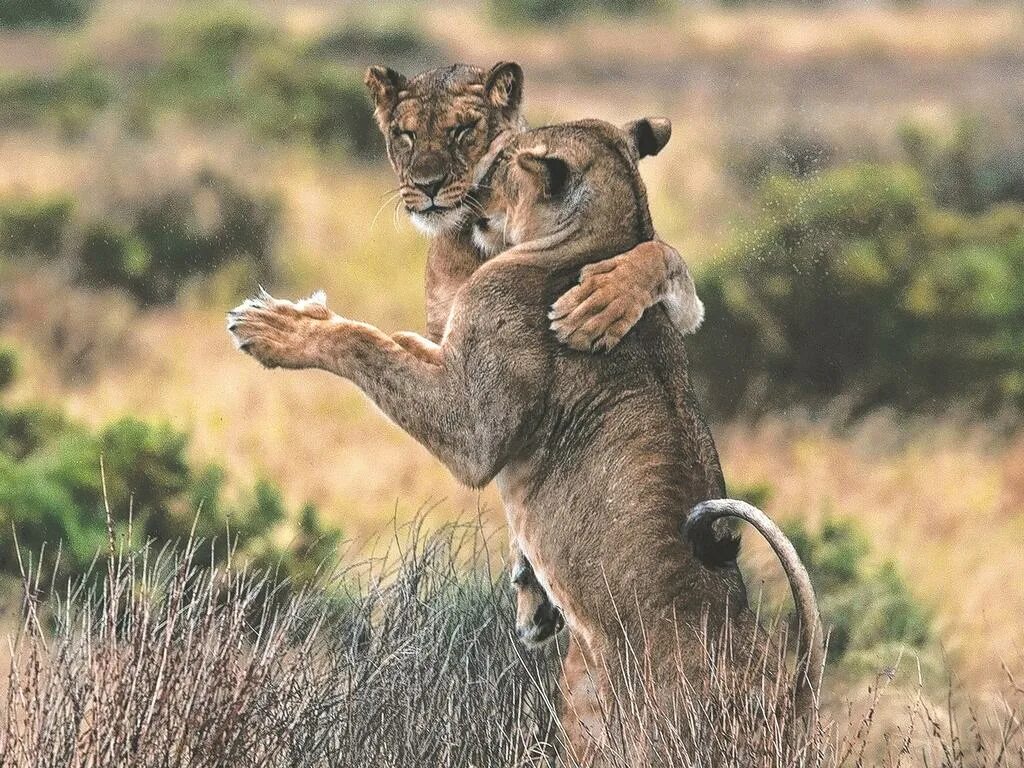 Животные танцуют. Животные танцуют. Animals dance. Лемур сифака танцор. Животные смешные в движении.