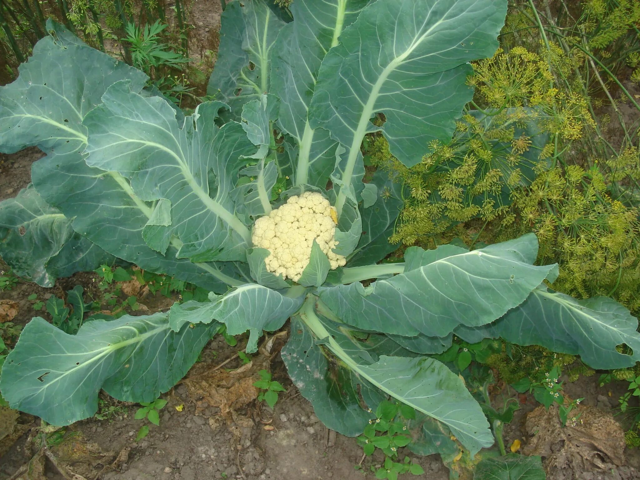Капуста идет в цвет. Brassica oleracea var. botrytis. brassica oleracea var. цветная капуста завязь кочанов. цветной капусты (brassica cauliflora)..