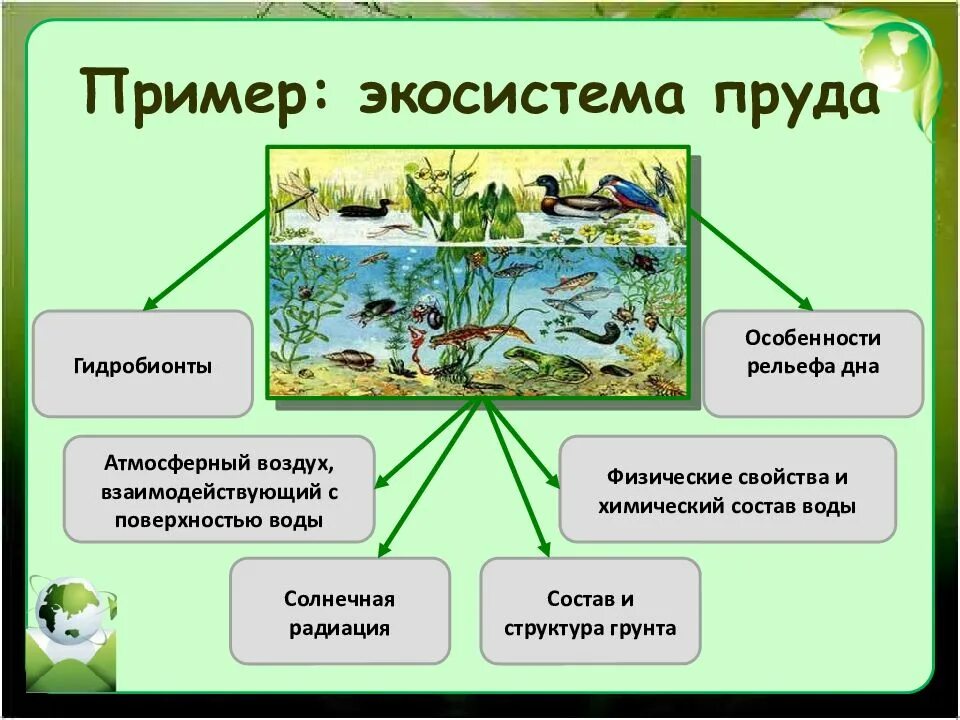 Роль в природных экосистемах. Структура биогеоценоза пруда. Структура биогеоценоза и экосистемы. Примеры экосистем. Экосистема водоема.