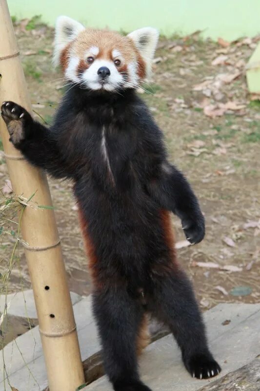 красная панда ест бамбу. малая панда на задних лапах. стоящая красная панда. рыжая панда. стоящая красная панда.