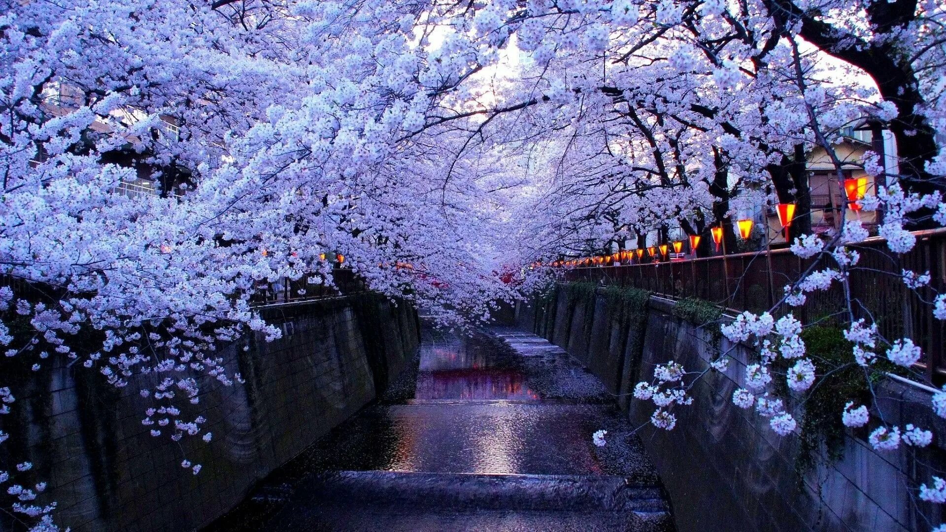 Cherry blossom отзывы. Сеул цветение Сакуры. Киото цветение Сакуры. Черри блоссом. Сеул Южная Корея Сакура ночь.