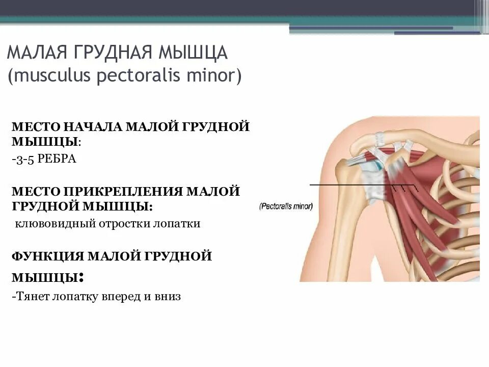 Pectoralis minor. Малая грудная латынь. М. Малая грудная мышца и сутулость. Малая грудная латынь.