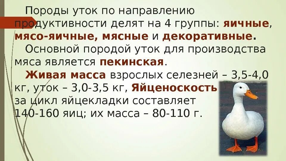 Утка ст 5 описание породы отзывы. Утка бройлерная ст 5. Утки породы ст5. Яичная продуктивность уток. Утки бройлерные породы ст 5.