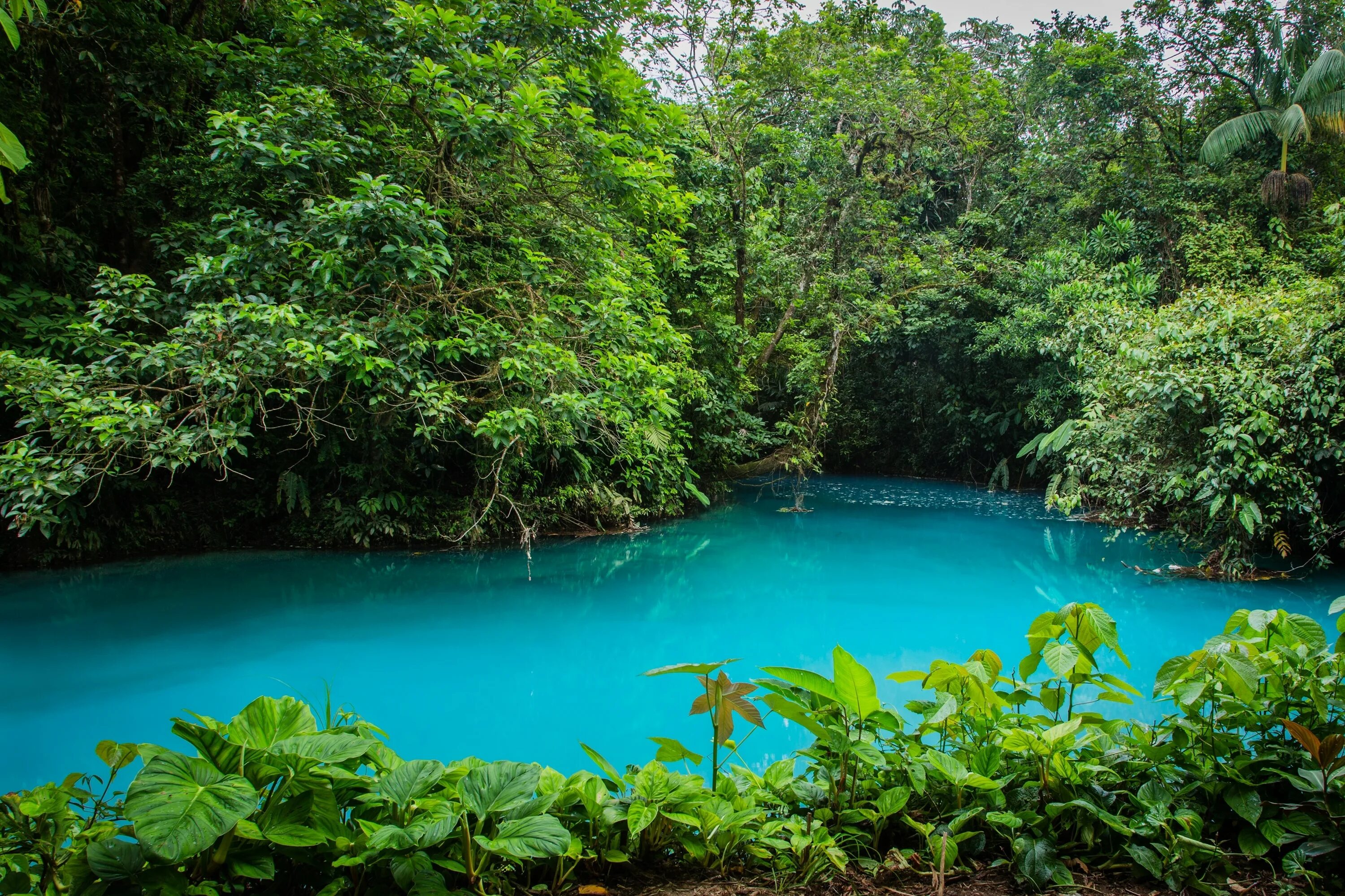 Jungle river