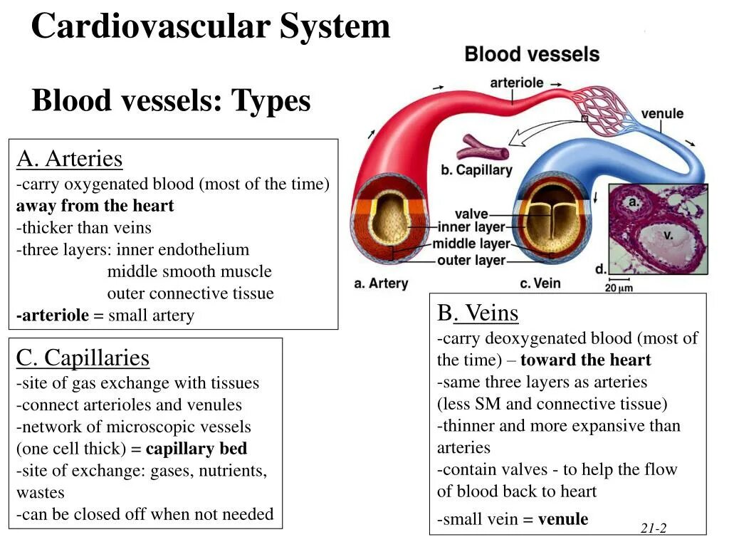 Cardiovascular system. Cardiovascular System structure. Blood cardiovascular System. Regulation of cardiovascular System. Cardiovascular System Blood structure.