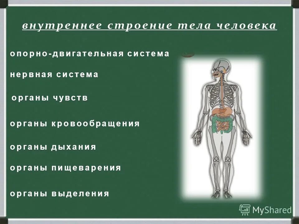 Двигательная система человека 4 класс