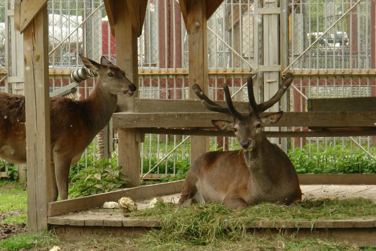 Коза домашняя купить. Могилев зоопарк сафари. Лось в московском зоопарке. Зоосад обитатели могилевский. Зоосад могилев.