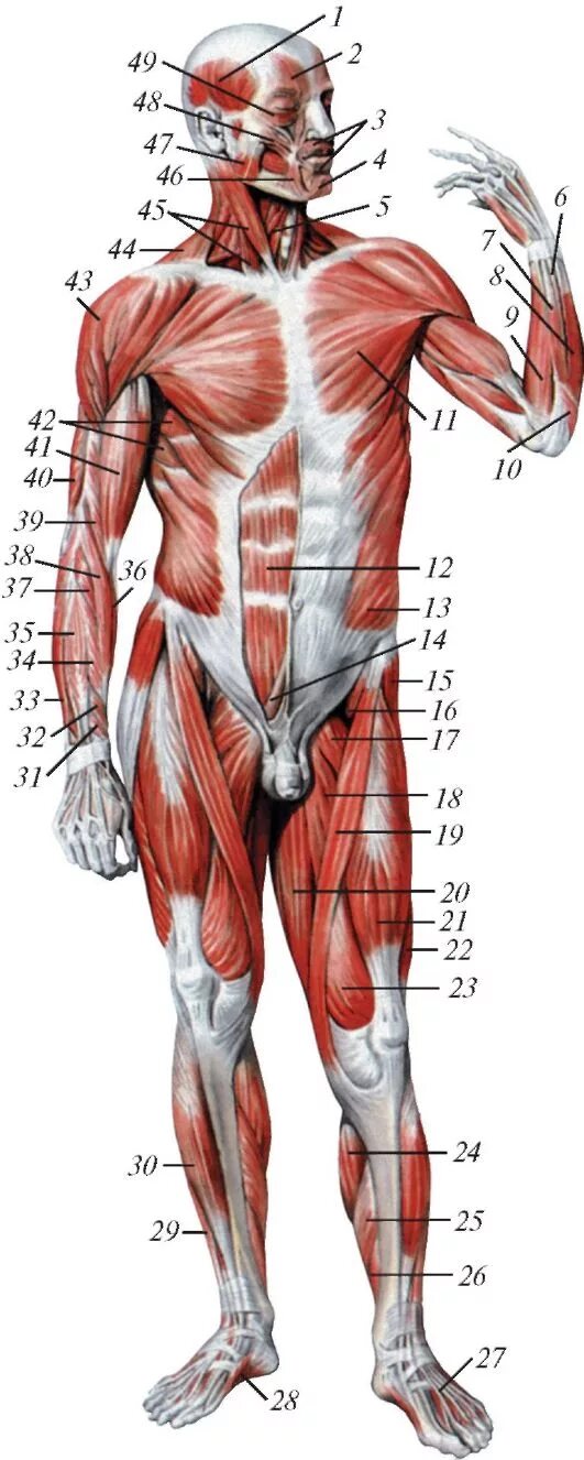 мышцы человека спина сзади. мышечная система человека вид сзади. строение человека мышцы анатомия. анатомические плакаты мышцы человека. мышцы тела человека вид.