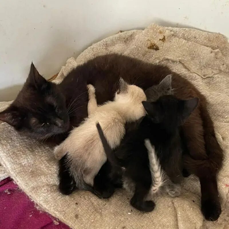 кошка привела котят. кошка и котенок знакомятся. покажи своих котят. кошка привела котят. бездомная кошка привела котенка.