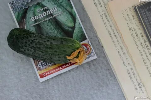 Сорт огурцов водолей