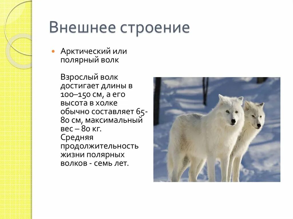 Полярный волк где находится на карте. Полярный волк информация для детей. Полярный волк строение. Полярный волк ареал. Полярный волк сообщение.