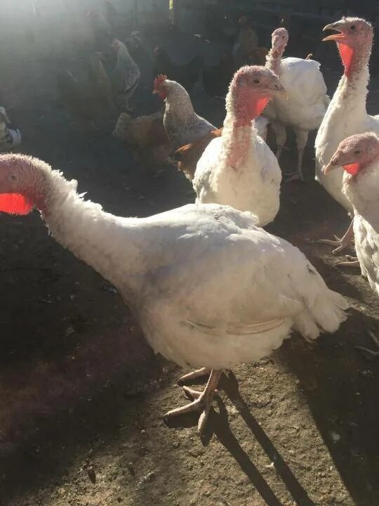 породы индюков описание. арденская порода индюков. хайбрид кросс индюки. тихорецкая порода индюков. индюки породы хайбрид конвертер.