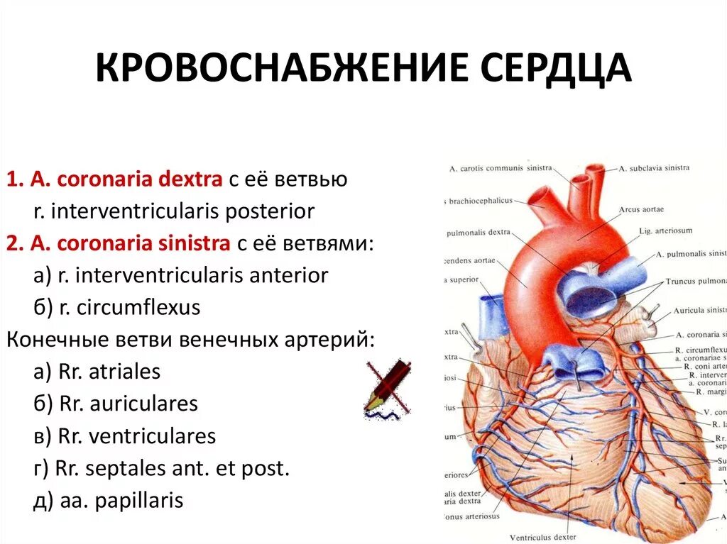 Назовите сосуды сердца. Кровоснабжение сердца. система кровоснабжения сердца. кровоснабжение сердца схема. сосуды сердца анатомия.