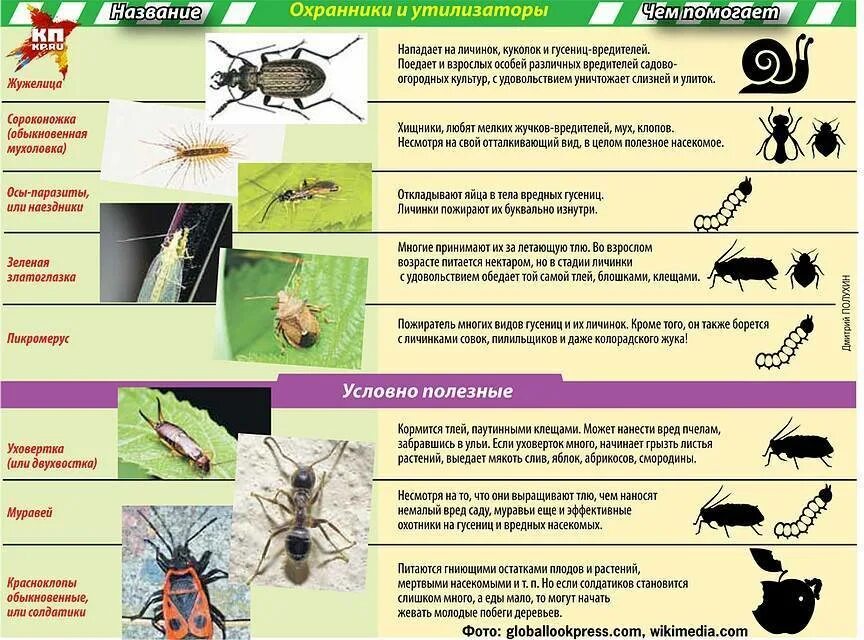 Какие существуют меры борьбы. Вредные насекомые. Насекомые вредители сада. Вредные насекомые для человека. Вредные насекомые способы борьбы с ними.