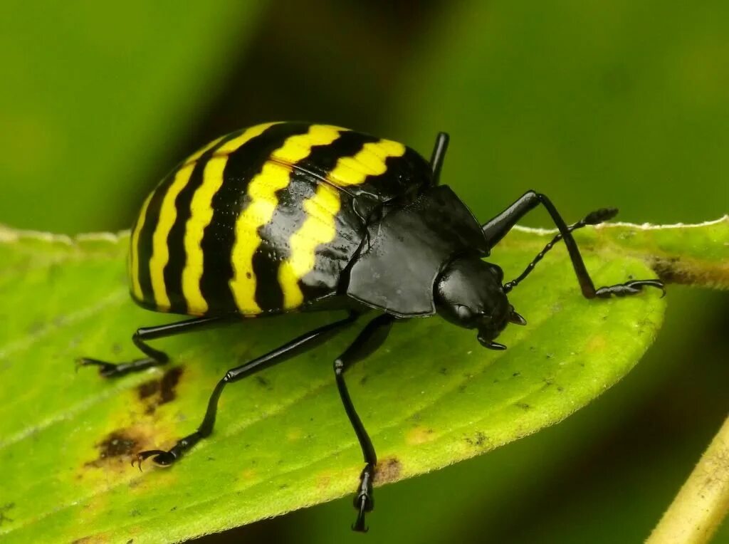 Клоп щитник полосатый. Жук агриот. Полосатое насекомое. Щитник линейчатый. Клоп щитник линейчатый.