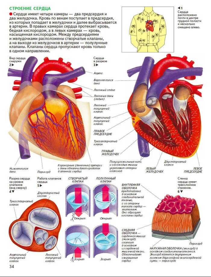 Сердце человека литература. Строение и функции отделов сердца. Строение сердца человека схема. Строение сердца человека рисунок. Схема структуры строения сердца.