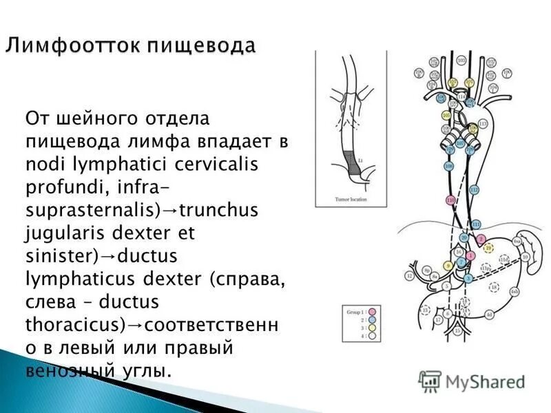 Лимфатические сосуды пищевода. Кровоснабжение пищевода анатомия. Чревный нерв анатомия. Блуждающий нерв лимфатический сосуд пищевод мочеточник. Блуждающий нерв лимфатический сосуд пищевод мочеточник.