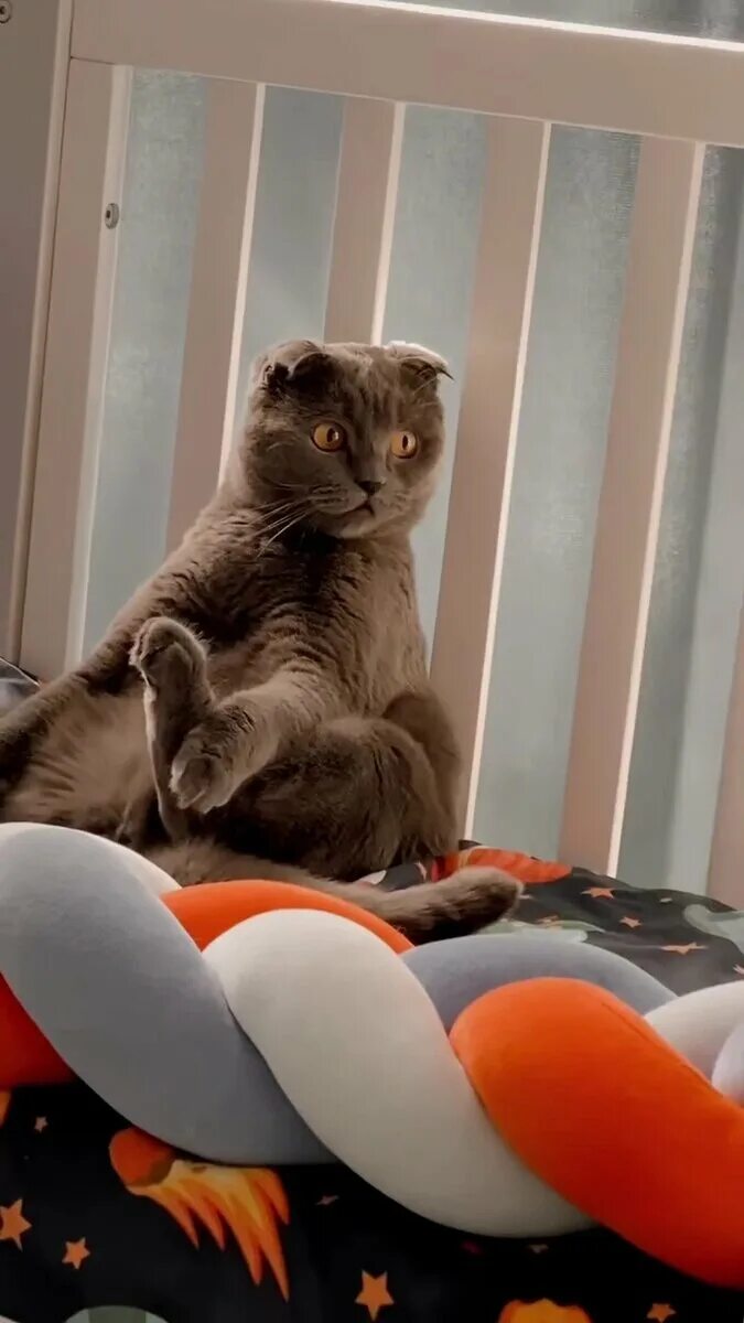 Кот притворился видео. Кот который притворился игрушкой. кот притворяется. кот притворился игрушкой видео.